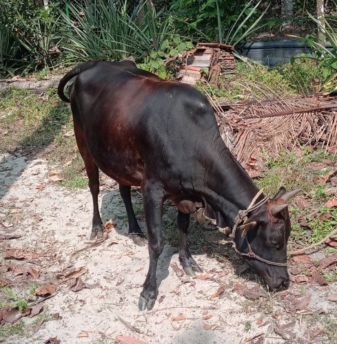 Kasargode Dwarf Cow 2nd delivery